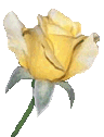 picture of rose